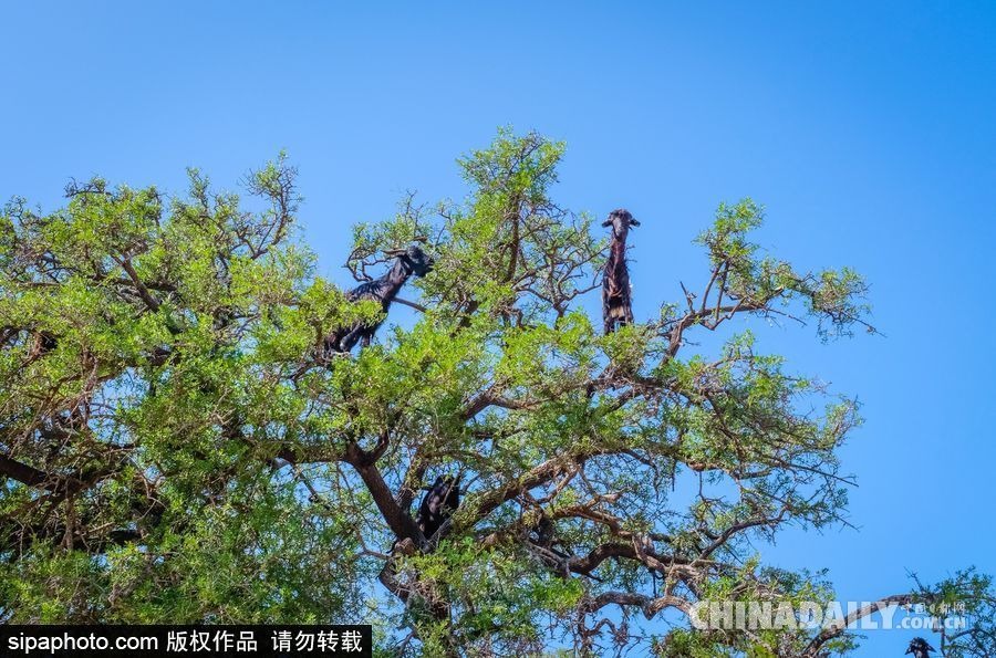 山羊也能上樹？摩洛哥羊爬堅果樹吃果實