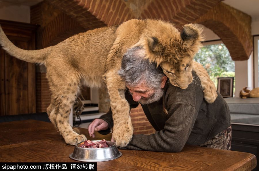 法國夫妻養獅子幼崽 恩愛日常令人艷羨