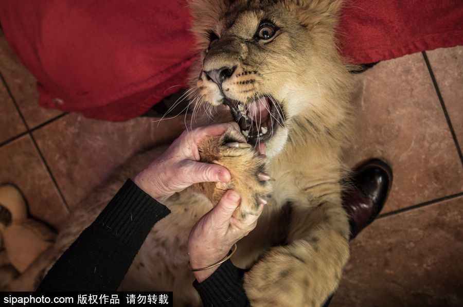 法國夫妻養獅子幼崽 恩愛日常令人艷羨
