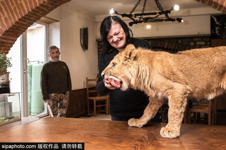 法國夫妻養(yǎng)獅子幼崽 恩愛日常令人艷羨