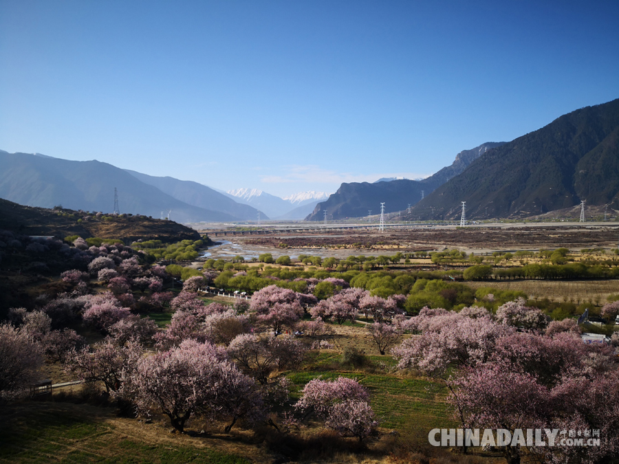 西藏林芝第十六屆桃花旅游文化節開幕