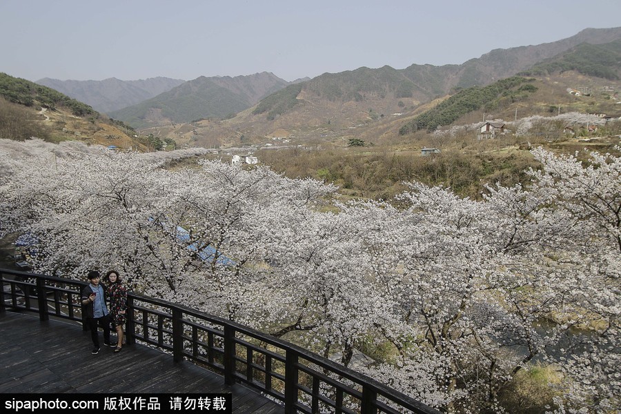河東十里櫻花路！韓國河東郡櫻花盛放春意醉人