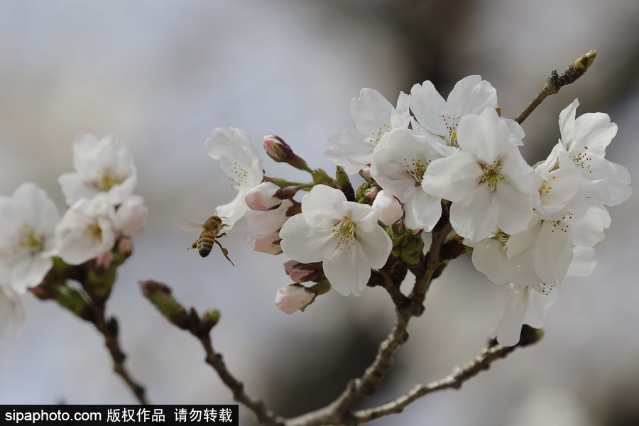 河?xùn)|十里櫻花路！韓國河?xùn)|郡櫻花盛放春意醉人