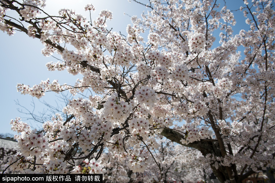 日本東京櫻花進(jìn)入盛開(kāi)期 游人如織暢游花海