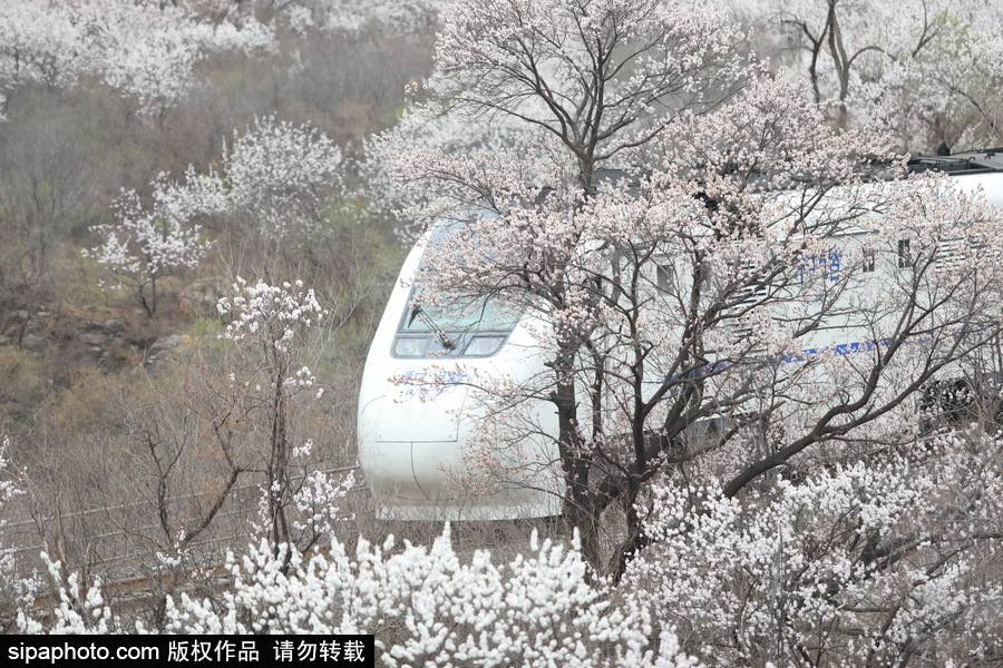 北京現最美列車線！居庸關小火車穿越“花海”美如仙境