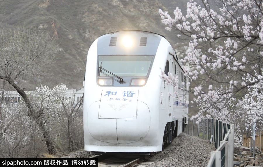 北京現(xiàn)最美列車線！居庸關(guān)小火車穿越“花海”美如仙境