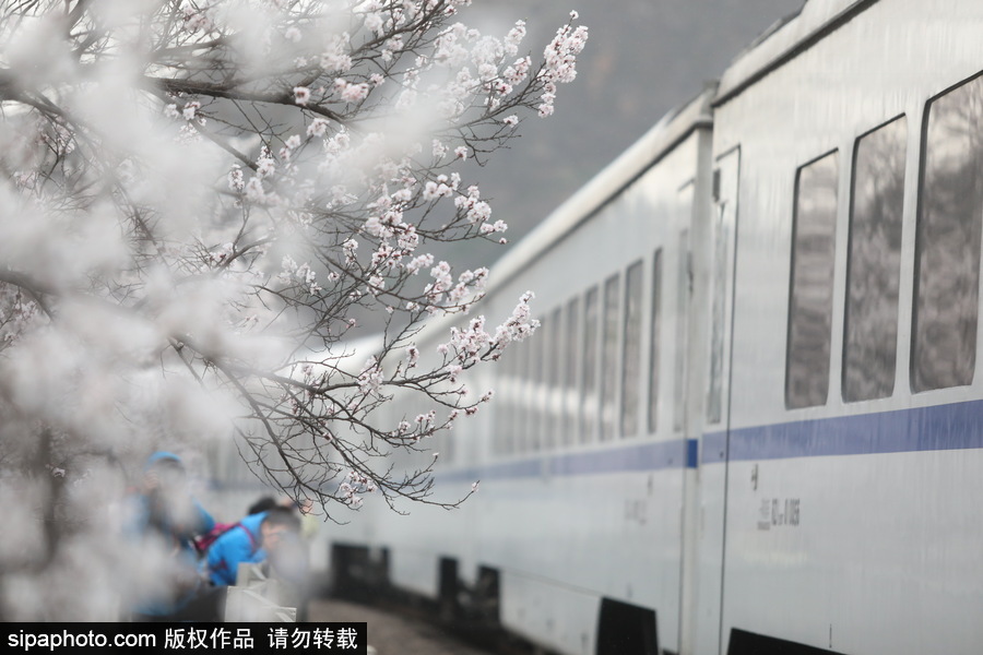 北京現最美列車線！居庸關小火車穿越“花海”美如仙境
