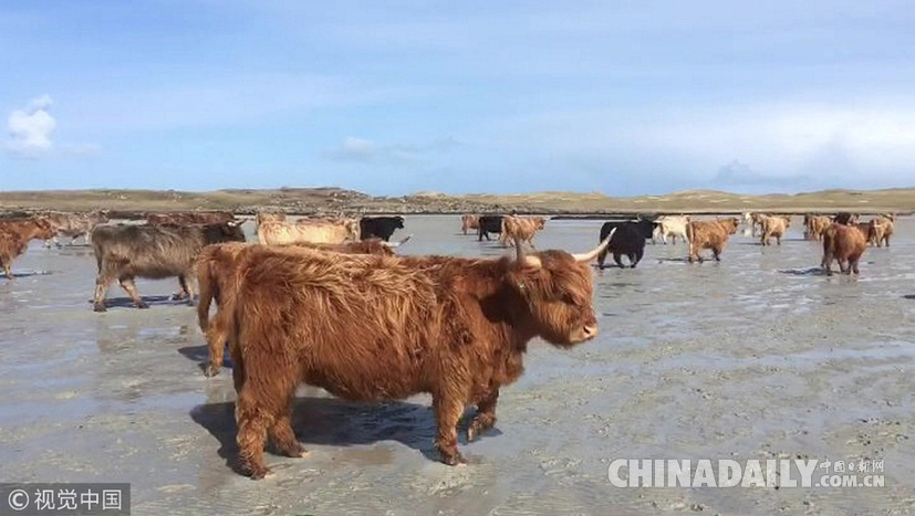 荒島來客！英國主人帶牛群“渡海”到無人島產(chǎn)仔