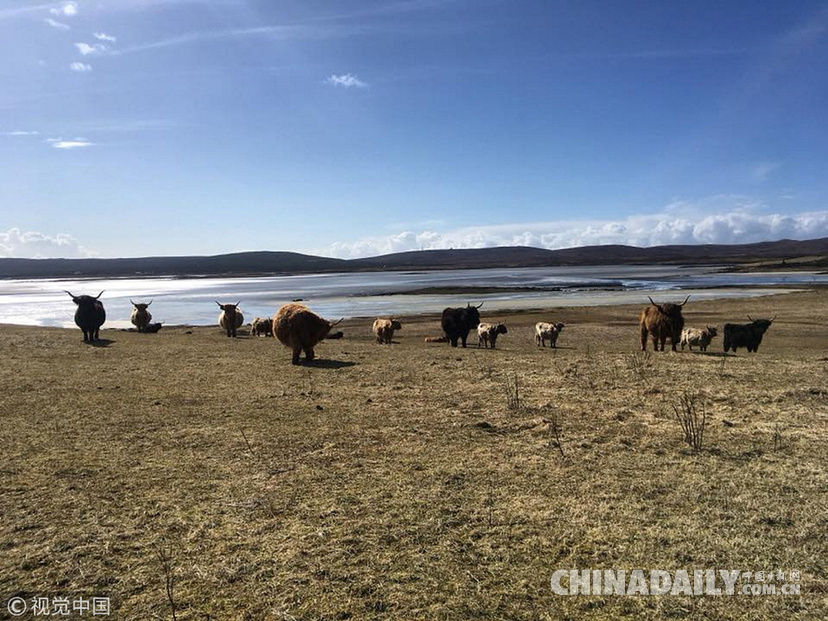 荒島來客！英國主人帶牛群“渡海”到無人島產仔