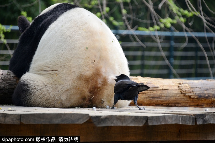 北京：膽大妄為！調皮烏鴉拔毛搭窩 大熊貓竟舒服“享受”