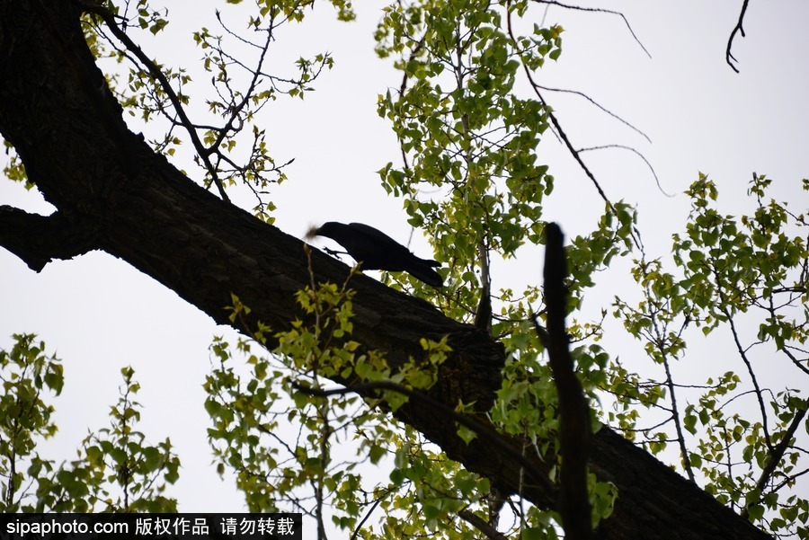 北京：膽大妄為！調皮烏鴉拔毛搭窩 大熊貓竟舒服“享受”