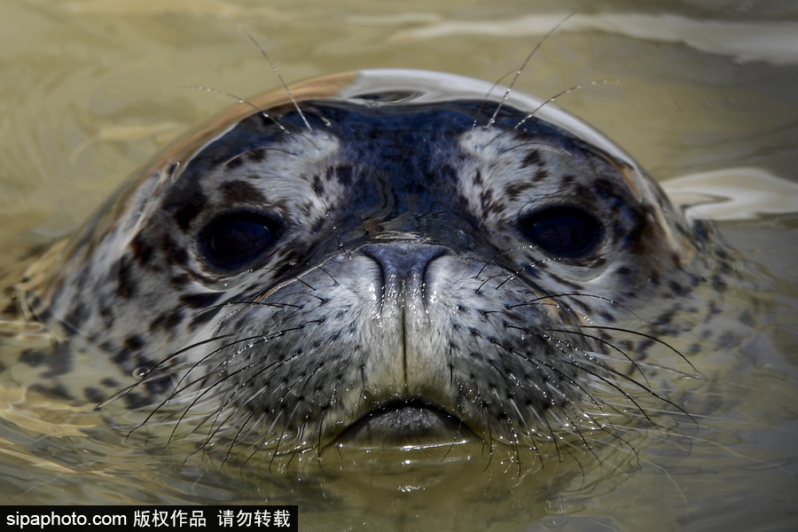 受傷后的避風港 探訪俄羅斯遠東地區海豹康復中心