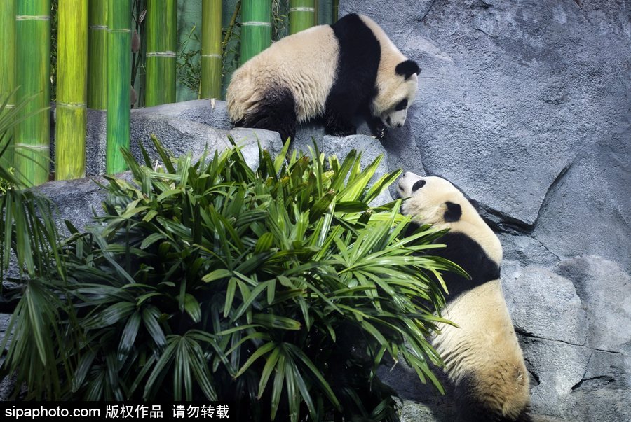 留洋國寶的日常生活 加拿大動(dòng)物園里大熊貓愜意舒適