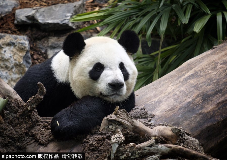 留洋國寶的日常生活 加拿大動物園里大熊貓愜意舒適