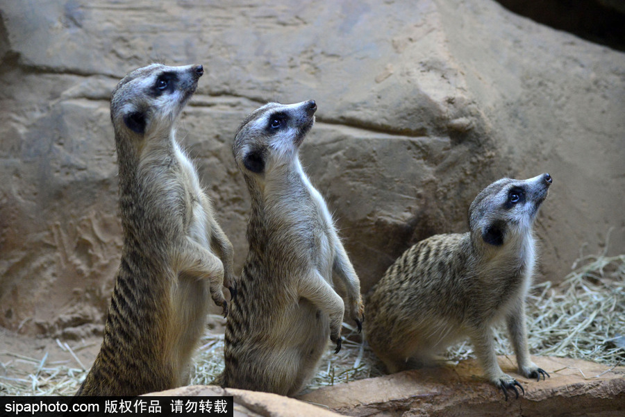 巴西圣保羅水族館內(nèi)的沼貍 呆頭呆腦似好奇寶寶