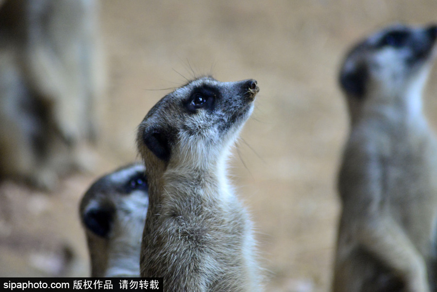巴西圣保羅水族館內的沼貍 呆頭呆腦似好奇寶寶