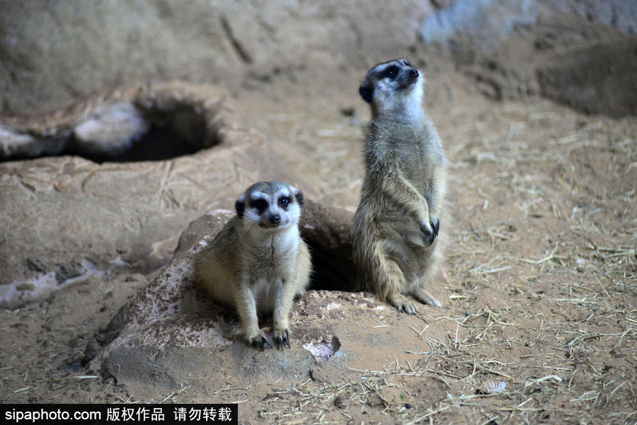 巴西圣保羅水族館內的沼貍 呆頭呆腦似好奇寶寶