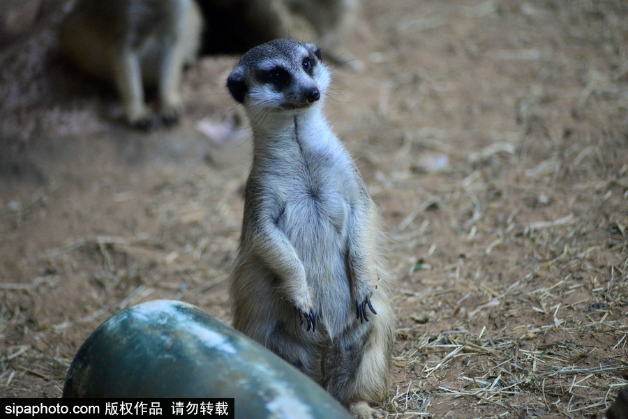 巴西圣保羅水族館內的沼貍 呆頭呆腦似好奇寶寶