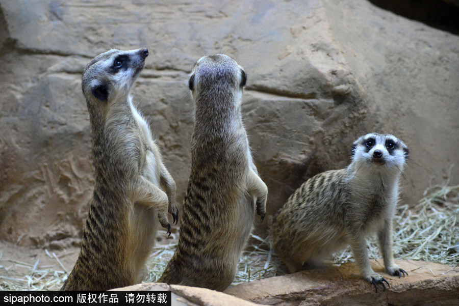 巴西圣保羅水族館內的沼貍 呆頭呆腦似好奇寶寶