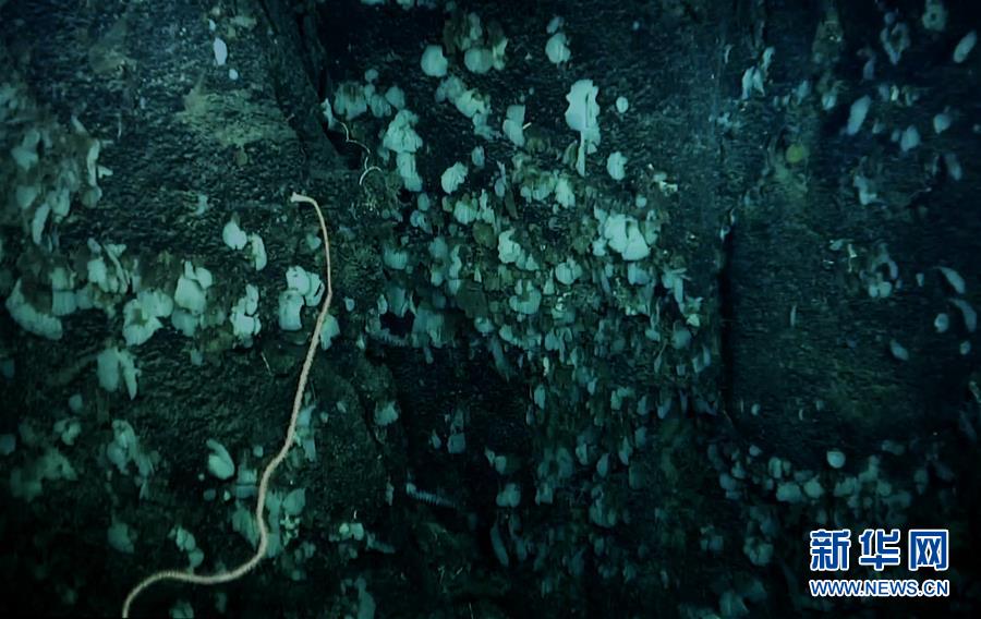 我國科學家在南海甘泉海臺首次發現冷水珊瑚群