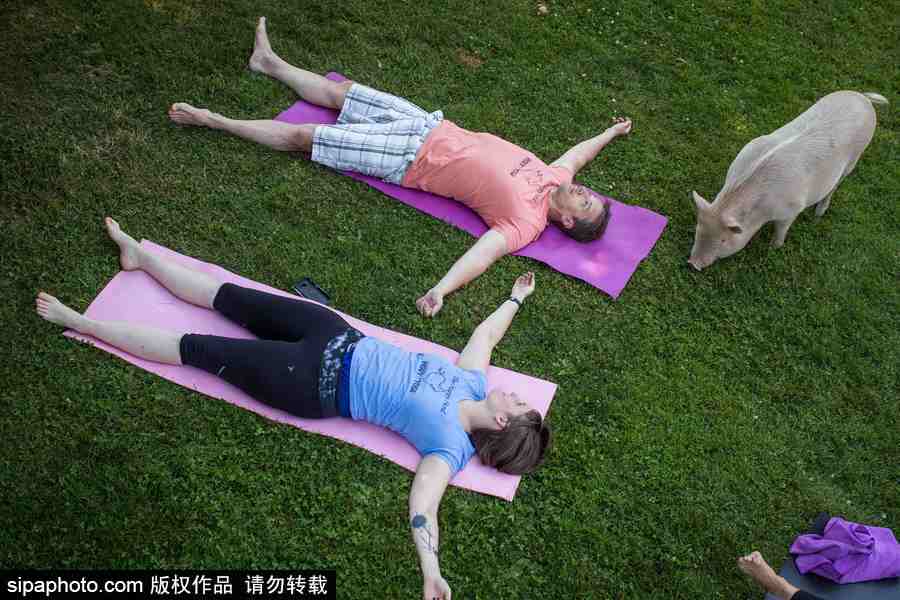 和諧！加拿大一農場內民眾練瑜伽 四只豬自由穿梭