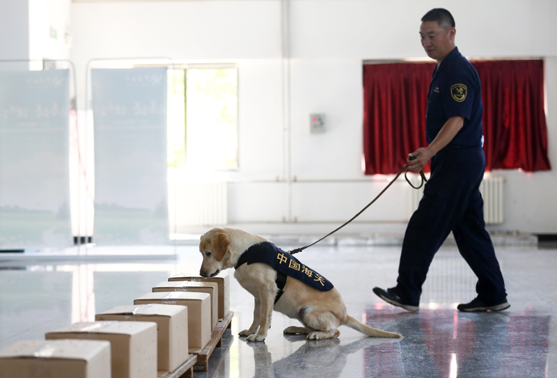 禁毒日前夕 探訪海關總署北京緝私犬基地
