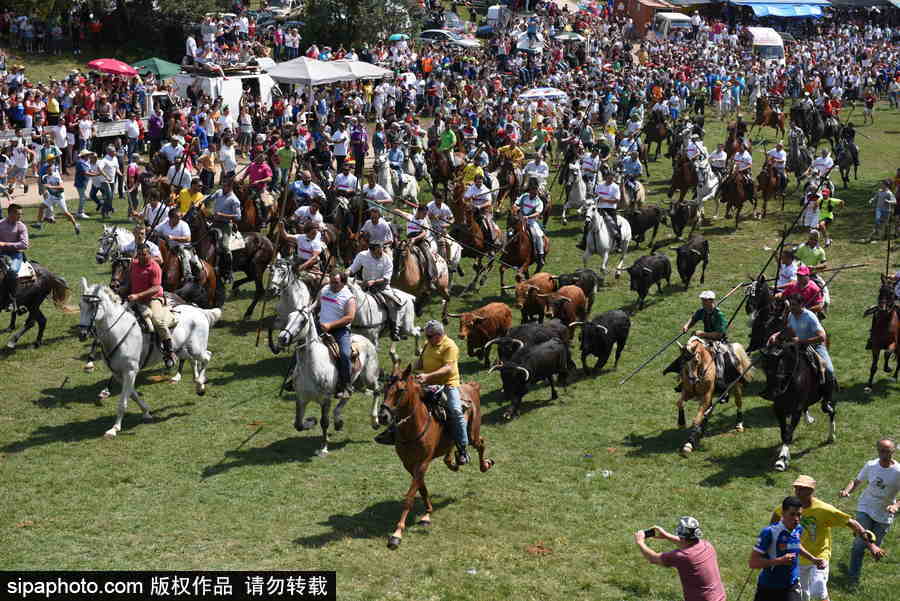 西班牙索里亞慶祝傳統節日La Saca 群馬奔騰景象壯觀