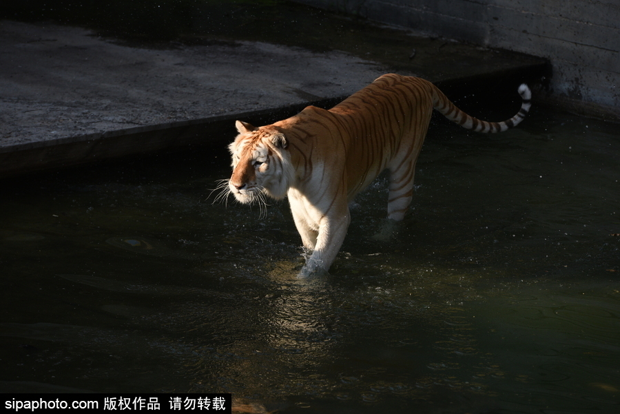 天氣熱得老虎也坐不住了！西班牙馬德里動(dòng)物園猛虎水中避暑