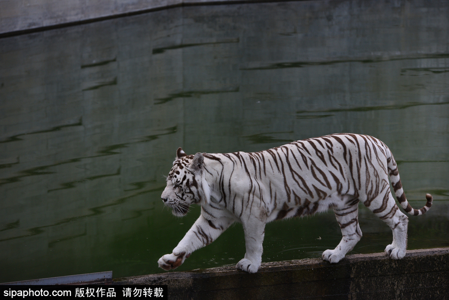天氣熱得老虎也坐不住了！西班牙馬德里動(dòng)物園猛虎水中避暑