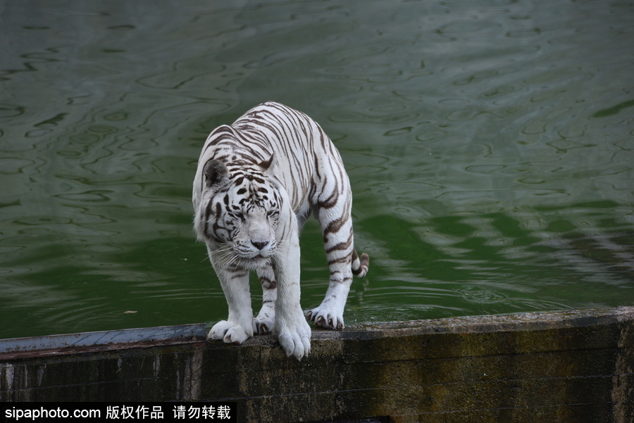天氣熱得老虎也坐不住了！西班牙馬德里動物園猛虎水中避暑