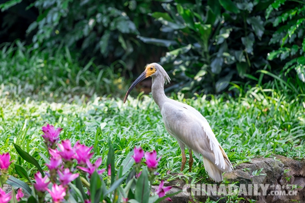 廣東長隆華南珍稀野生動(dòng)物物種保護(hù)中心成功繁育珍稀鳥類朱鹮