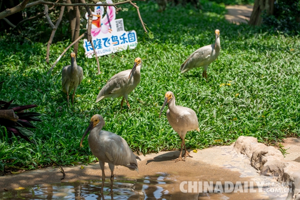 廣東長隆華南珍稀野生動(dòng)物物種保護(hù)中心成功繁育珍稀鳥類朱鹮