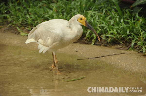 廣東長隆華南珍稀野生動(dòng)物物種保護(hù)中心成功繁育珍稀鳥類朱鹮
