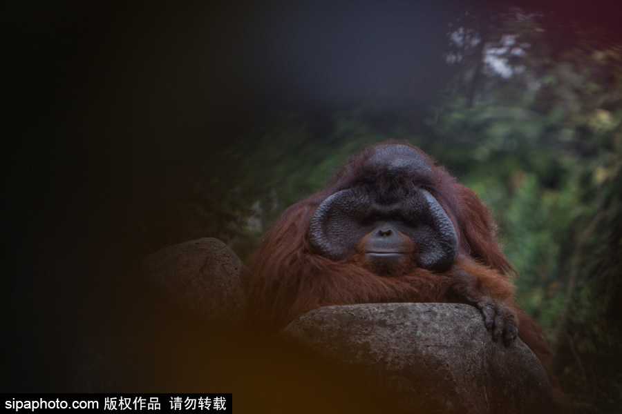 呆萌滑稽 印尼雅加達(dá)紅毛猩猩傻傻惹人愛！