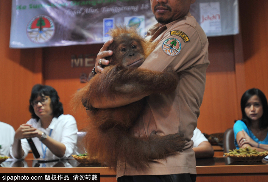 嚇死寶寶了！印尼一猩猩幼崽被解救緊抱人不撒手