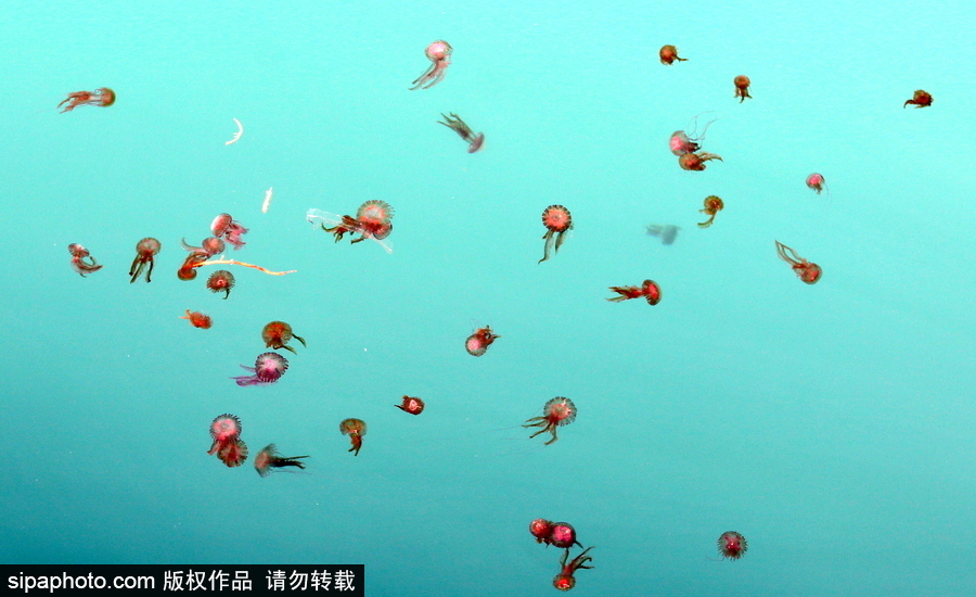 美麗的“藍色災害”！西班牙馬拉加海灘出現(xiàn)新水母