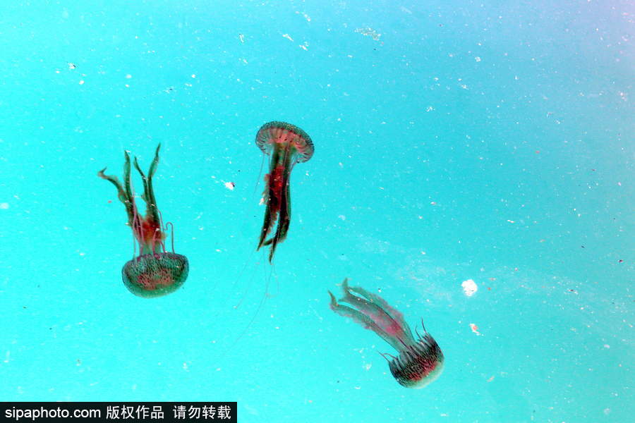 美麗的“藍(lán)色災(zāi)害”！西班牙馬拉加海灘出現(xiàn)新水母