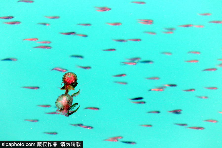 美麗的“藍色災害”！西班牙馬拉加海灘出現新水母