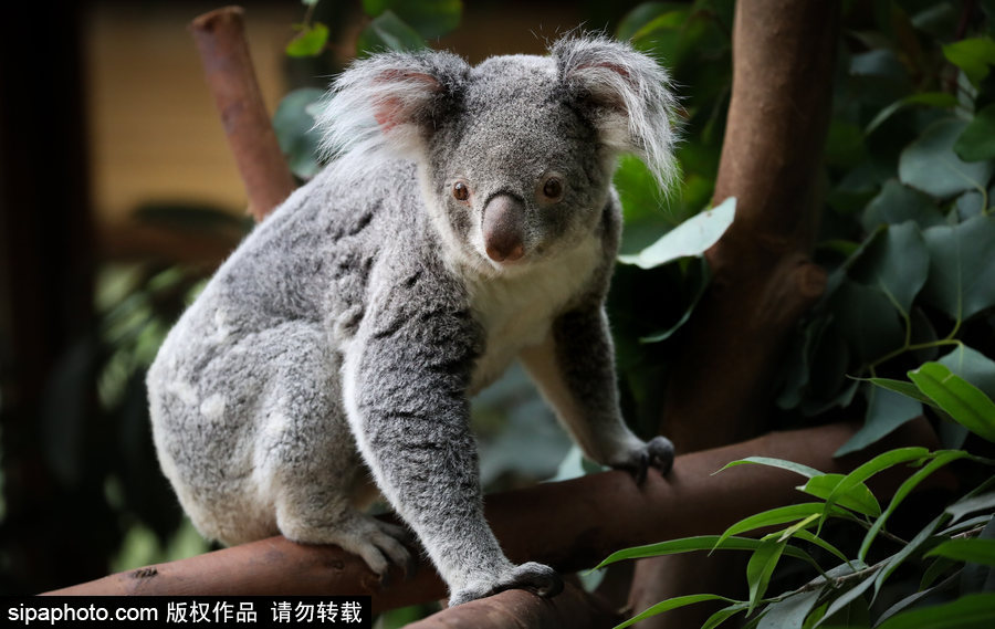 比利時布魯塞爾：爭萌逗趣狀況頻出！珍稀動物生態百相