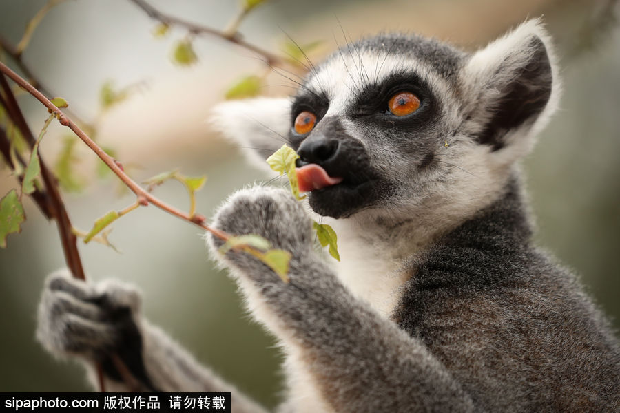 比利時(shí)布魯塞爾：爭(zhēng)萌逗趣狀況頻出！珍稀動(dòng)物生態(tài)百相