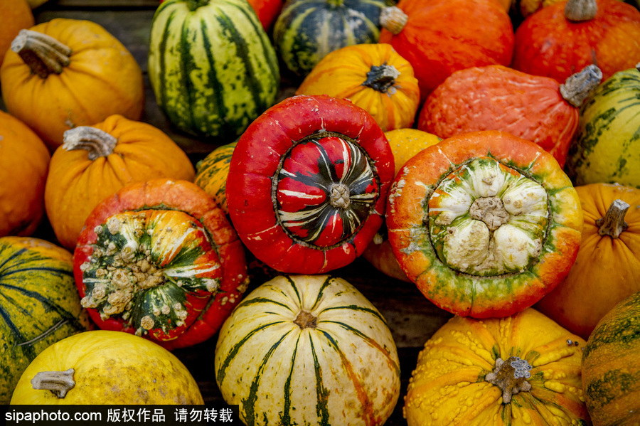 荷蘭海爾許霍瓦德：秋天是南瓜的季節(jié)！市場(chǎng)各色南瓜讓人眼花繚亂