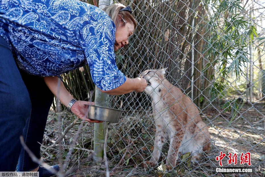 颶風“邁克爾”摧毀美國動物保護中心 “大貓”們險出逃