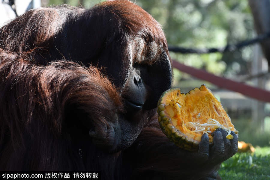 西班牙：馬德里動物園為萬圣節(jié)做準備 婆羅洲猩猩寶寶享用南瓜早餐調皮可愛