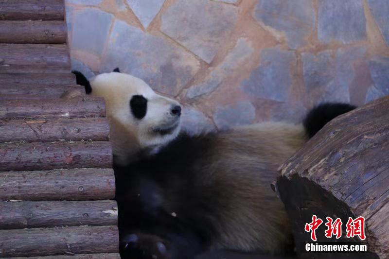 冬天來吸大熊貓 看“滾滾”的各種憨態睡姿