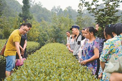 [治國(guó)理政新實(shí)踐·四川篇]四川農(nóng)業(yè)扶貧三個(gè)到位 農(nóng)技員沉下去產(chǎn)業(yè)強(qiáng)起來